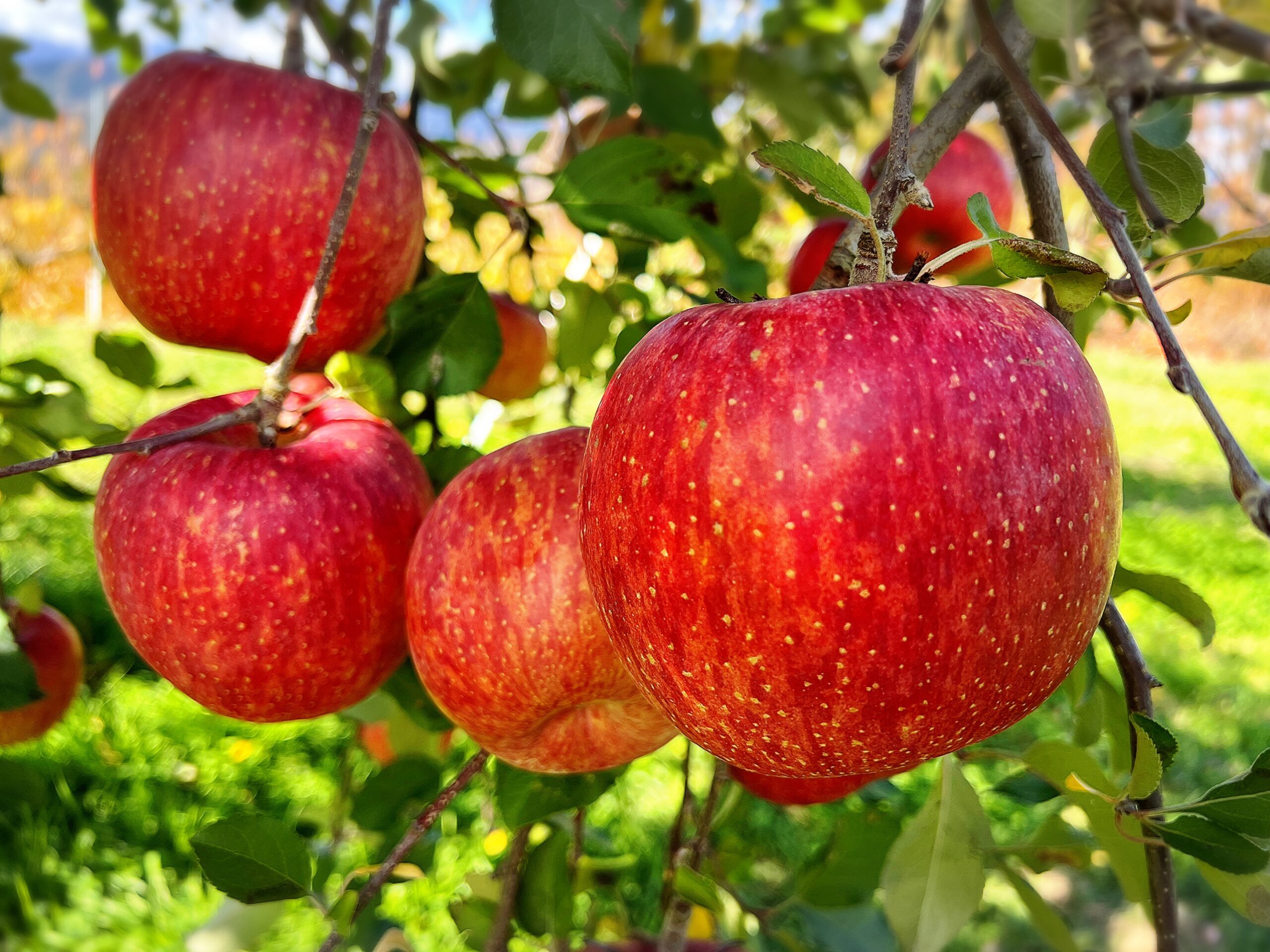 樹成り完熟りんご - ヤマギシりんご園